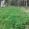 供應(yīng)優(yōu)良玉龍草 矮麥冬 麥冬草，及各品種草坪 闊葉麥冬