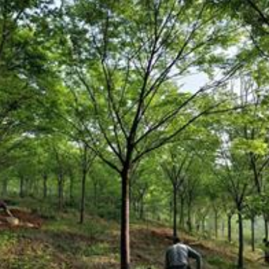 安徽供應廣德精品櫸樹規格齊全