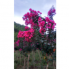 美國紫薇，紅火箭紫薇，紅火球紫薇，紅葉紫薇，玫瑰紅紫薇