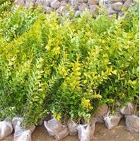 金葉女貞江蘇沭陽金葉女貞大量低價出售/金葉女貞圖片/金葉女貞報價