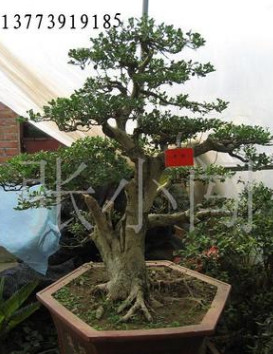 永青花木場常年出售大規格桂花盆景 榆樹盆景 小葉黃楊盆景