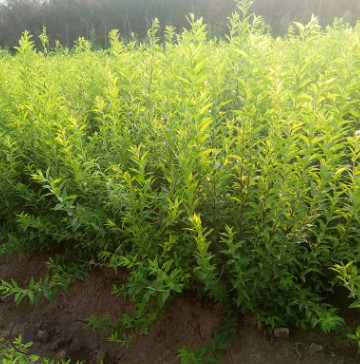 珍珠繡線菊 苗圃直營 工程綠化灌叢景觀植被批發園林樹