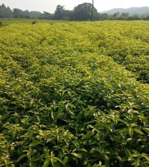 香樟小苗、小葉香樟小苗