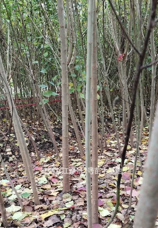 江西九江供應烏桕小苗 一手貨源