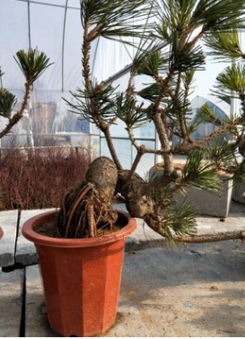 平菇菌種食用菌生產(chǎn)種多種高產(chǎn)菌菇三級種 高抗害廣溫側(cè)耳栽培種