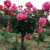 樹狀月季基地批發 嫁接樹樁月季樹帶花多色四季開花 高桿月季樹