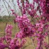 落葉喬木觀花植物紫荊滿條紅獨桿紫荊叢生紫荊直供