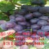 泰安專業(yè)杏樹苗培育基地 金太陽(yáng) 凱特杏 紅豐 珍珠油杏 密特杏