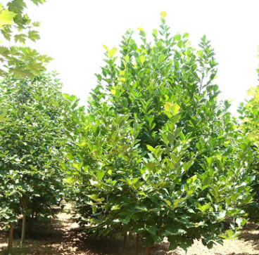 基地種植 紫玉蘭園林綠化苗木 紫玉蘭樹苗樹型優美 易成活