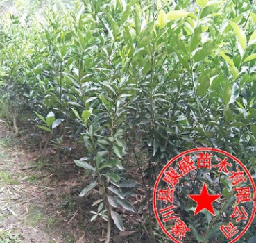 脆皮金桔苗嫁接金桔樹(shù)苗品種好價(jià)格優(yōu)惠