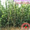油茶苗長林高產(chǎn)嫁接油茶樹苗山茶油樹苗50-80公分大苗