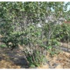紫荊，叢生紫荊，大叢生紫荊，叢生紫荊價(jià)格，叢生紫荊供應(yīng)