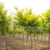 供應南京廣欒樹 價格優惠質量保證
