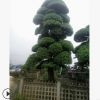 基地直銷，古樁精品造型羅漢松，別墅花園高檔綠化