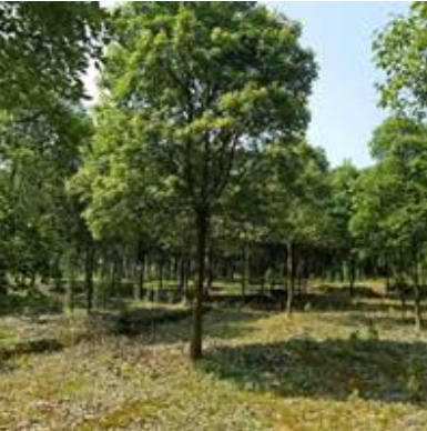 香樟/九江香樟的市場價格/香樟種子/香樟小苗