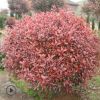 基地直銷紅葉石楠球 工程綠化籬笆彩色小苗 紅葉石楠球批發(fā)