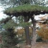 大量出售景觀松種植指導(dǎo)價(jià)格優(yōu)惠枝條健壯 多年生景觀松