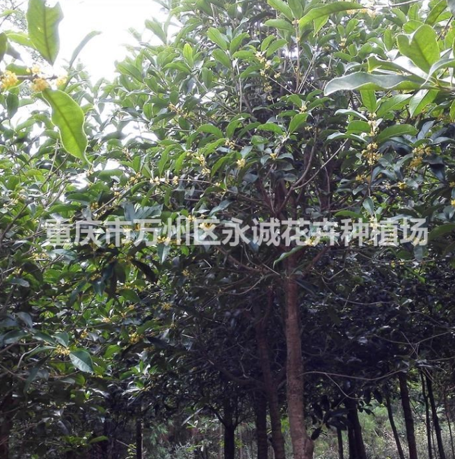 大量供應金桂樹、金桂苗