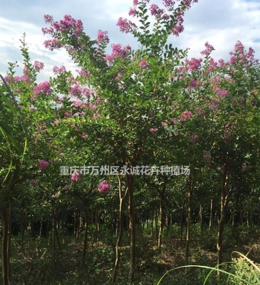 大量提供紫薇樹