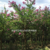 大量提供紫薇樹