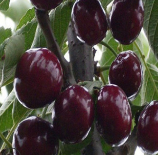 山東吉塞拉櫻桃苗木園藝場批發帶土球發貨顏色好口感佳櫻桃苗