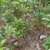 江西東魁黑炭楊梅樹苗楊梅苗嫁接苗 兩年苗成活率高 量大從優批發