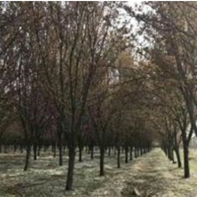 貴州紫葉李報價