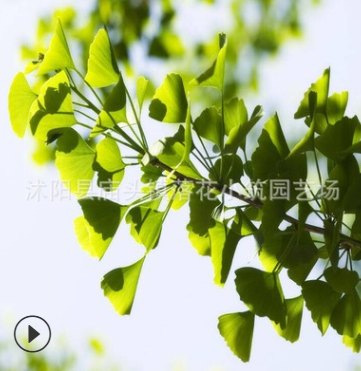 QQ截圖20190718175454