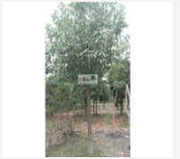 香樟熟貨 存活率高的香樟 香樟之鄉(xiāng)