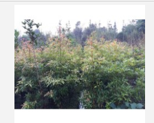 小葉楨楠小苗 小葉楨楠價格 小葉楨楠苗圃種植小苗