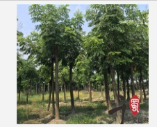 欒樹精品 欒樹袋苗 欒樹西南工程苗