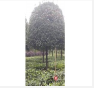 湖南精品丹桂種植基地 丹桂批發(fā)價