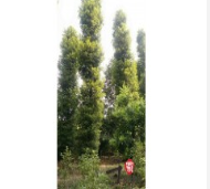 重慶精品楨楠種植基地 精品金絲楠木基地