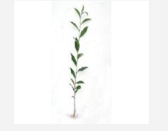 供應雅安大量茶種茶苗、福鼎茶種、貴州茶苗、湖北茶苗