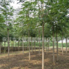 供應各種工程苗椿樹 苗 基地直銷 優(yōu)質(zhì) 臭椿規(guī)格齊全