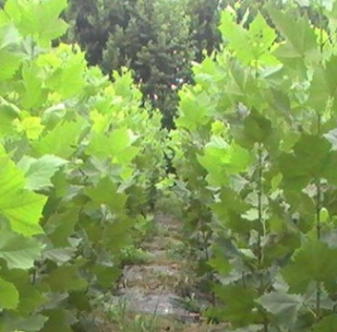 大量供應落葉性法國梧桐 法桐 速生苗工程綠化梧桐樹