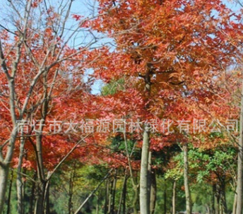 供應各種工程苗楓香苗 優(yōu)質(zhì) 楓香2-30公分規(guī)格齊全