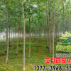 白蠟樹苗價(jià)格 綠化工程 規(guī)格齊全 優(yōu)質(zhì)白蠟樹苗銷售 速生白蠟樹