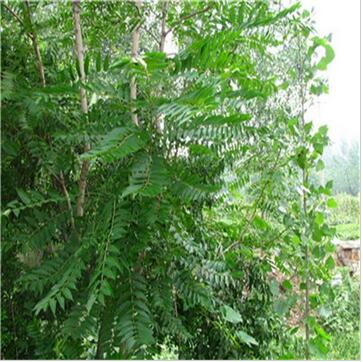 香椿 椿樹 綠化行道林木苗木植物 高品質(zhì)高芽率