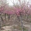 紅葉碧桃（多種規格有售）