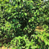 1.5-3米叢生女貞