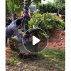 低價供應綠化苗木富貴榕花木農戶自家花場直銷寵物及園藝園林