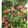大量低價供應綠化苗木洋蒲桃自家苗場種植銷售寵物及園藝園林