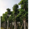 大量低價供應綠化苗木仁面子仁妙自家苗場種植銷售寵物及園藝園林