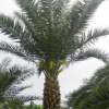大量低價供應綠化苗木中東海棗自家苗場種植銷售寵物及園藝園林