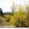 低價供應綠化苗木連翹花木農戶自家花場直銷寵物及園藝園林