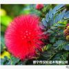 低價大量供應自家花場直銷綠化苗木優質美洲合歡寵物及園藝園林