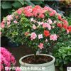 低價大量供應自家花場直銷綠化苗木優質茶花寵物及園藝園林