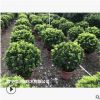 低價供應綠化苗木米蘭花花木農戶自家花場直銷寵物及園藝園林
