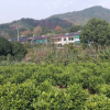 低價供應綠化苗木含笑球花木農戶自家花場直銷寵物及園藝園林
